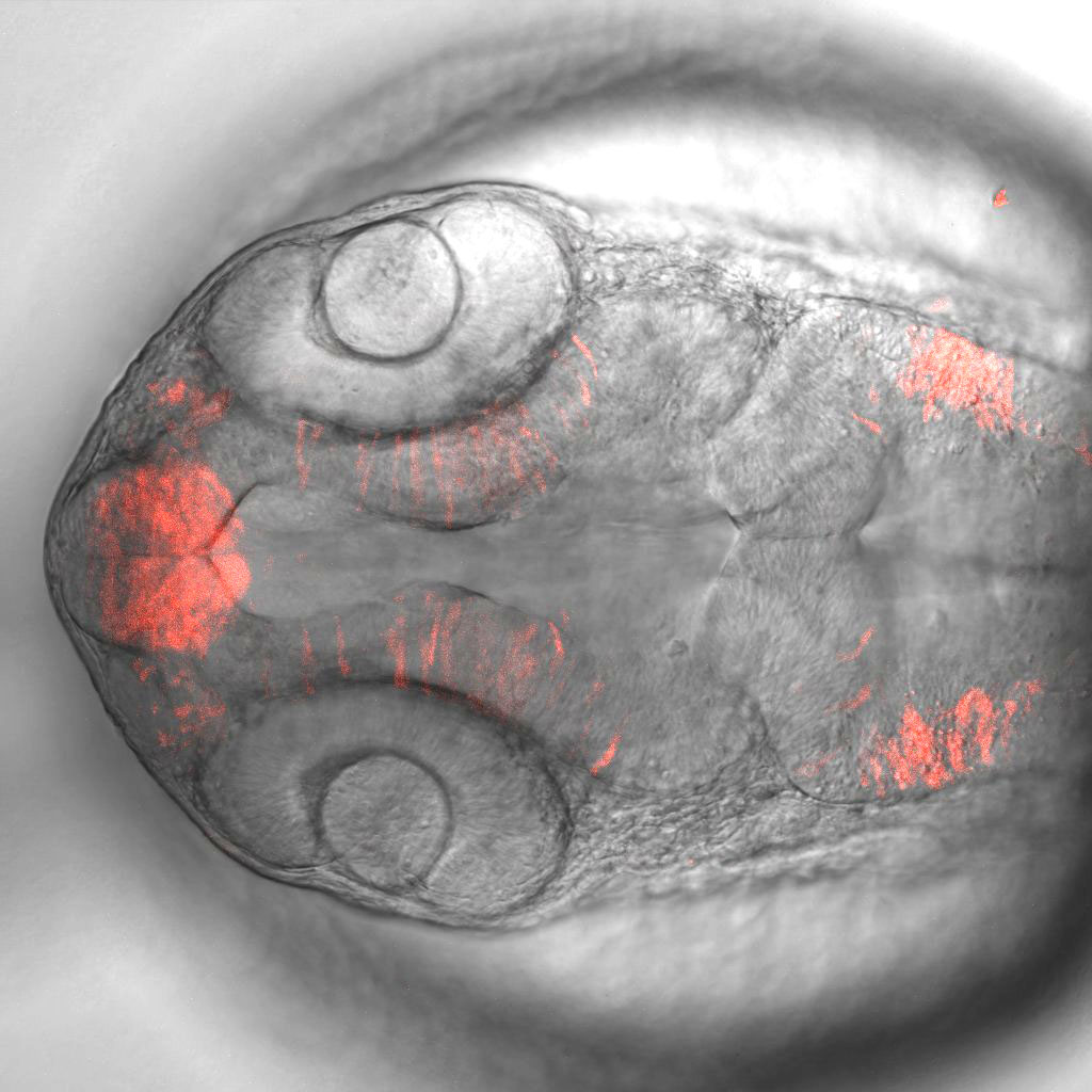 Zebrafish Community Cre/lox Resource - Zebrafish Community Cre/lox Resource
