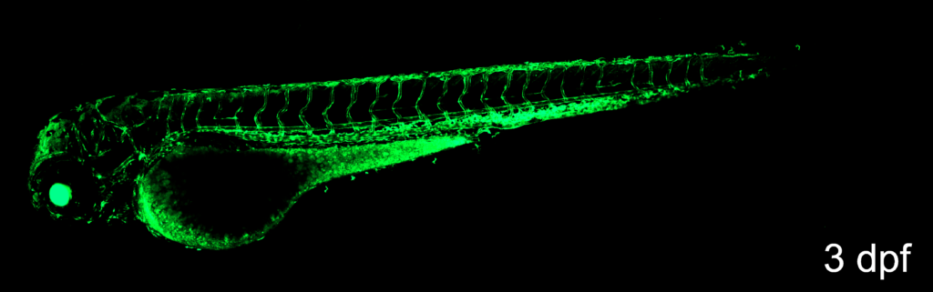 fli1b-2A-cre - Zebrafish Community Cre/lox Resource